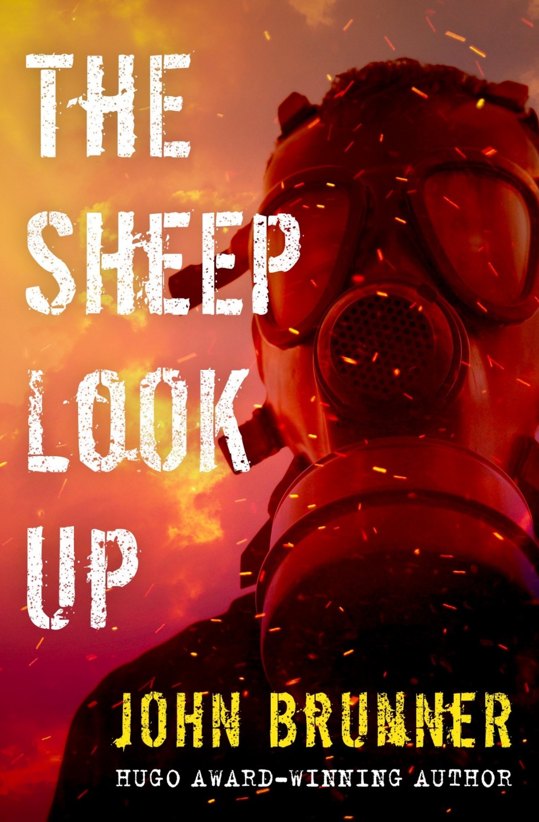 The Sheep Look Up